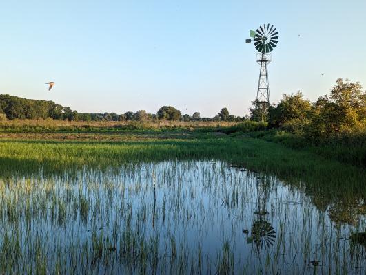 Pompa eolica W 4012 presso la zona umida della stazione biologica di Hohenau-Ringelsdorf